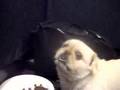He has been guarding his food for fourteen hours.