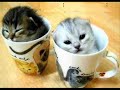 Cat Video