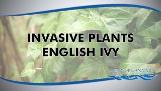 English Ivy