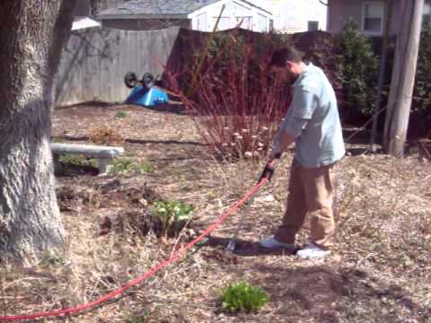 how to fertilize ash trees