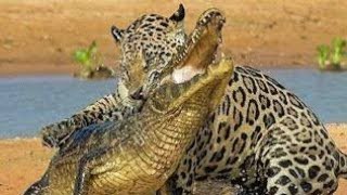 Nayak nhi khalnayak hu mai Tiger Vs Crocodile Lion