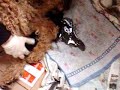 Parto Canino