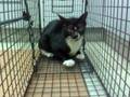 A community cat just trapped for sterilisation