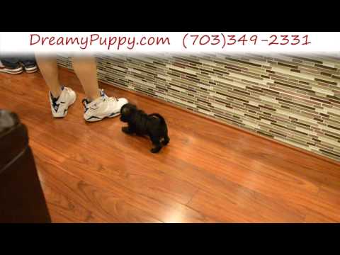 Playful Schnoodle Female Puppy