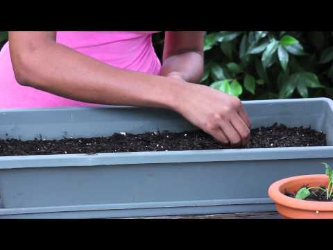 how to replant spinach