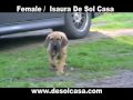 Fila Brasileiro Puppies 8 weeks old, born Oct 6 2009