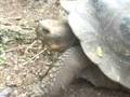 videos de Omer Galapagos