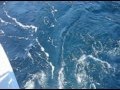 Top Notch Wahoo Cape May