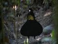 Birds Of Papau New Guinea