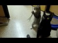 Carolina and Connor: Animal Coalition of Delaware County
