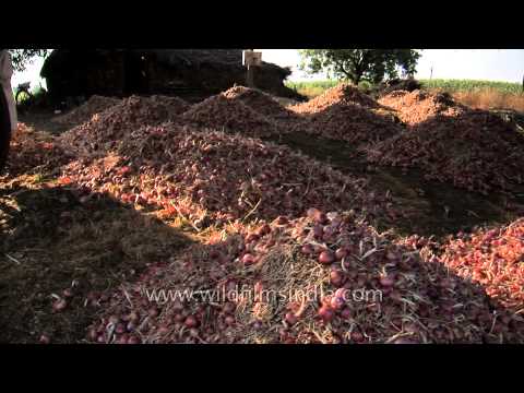 how to harvest ajwain