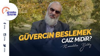 Güvercin beslemek caiz midir?  Birfetva-Nureddin 