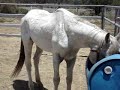 Saving A Horse