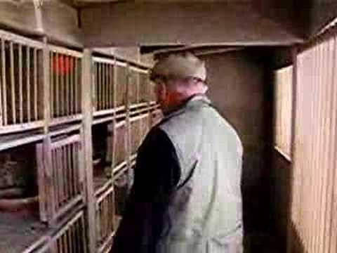 racing pigeons