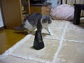 YouTubeサムネイル[um_V6GSF1p8] - 3枚目
