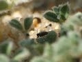 Chersodromia sp. (12)