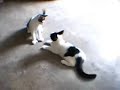 Cat Fight Cat Fight