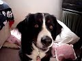 Hudson - Dog Show USA