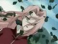 videos de Sakura Blossoms