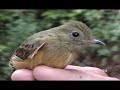 Ochre-bellied Flycatcher (Mionectes oleagineus)