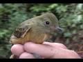 videos de Ochre-bellied Flycatcher (Mionectes oleagineus)