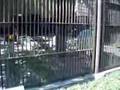 しろくま動画18