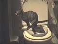 cat training toilet (small) cat training toilet (small)