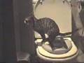cat training toilet (small)