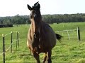 My horse running My horse running