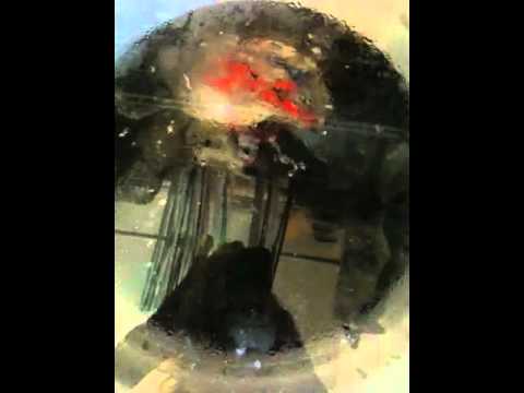 User submitted video