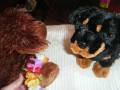 videos de Webkinz Stop-Motion Video