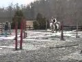 Horse For Sale - Gusto - Purebred Connemara Gelding