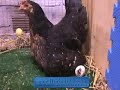 Nascita di un pulcino chick da ilmionido.com con la chioccia