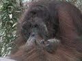 Fun with the Orangutans