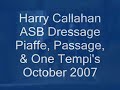 Harry Callahan ASB Dressage Piaffe, Passage & One Tempi's