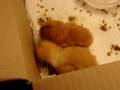Sleepy Chickens - Cute things falling asleep: Sleepy Bird