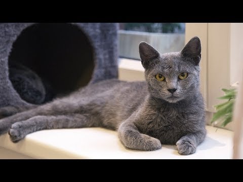 How to Care for a Russian Blue - Feeding and Looking After a Russian Blue