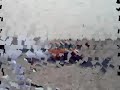 استعراض البرتقالي