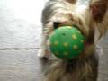 videos de Barking while biting ball