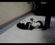 Kittens kick - 猫キック