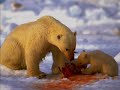 Big Animals - How photography of big marine and land animals can improve our...
