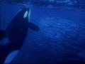 Big Animals - How photography of big marine and land animals can improve our...