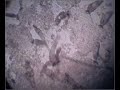 gyrodactilus