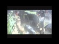 Side Dressing Corn with Dawn 6000 Single disk Opener