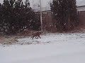 city fox, salo city fox, salo