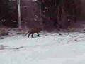 city fox, salo
