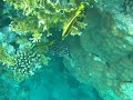 Snorkelen in Egypte Snorkelen in Egypte