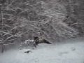 First Snow First Snow