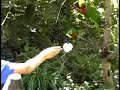 Lorikeets