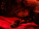 rare breed talking cat
